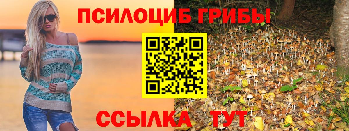 Псилоцибиновые грибы GOLDEN TEACHER  Псилоцибиновые грибы Psilocybine cubensis  купить наркотики цена  Избербаш  Вход с VPN 